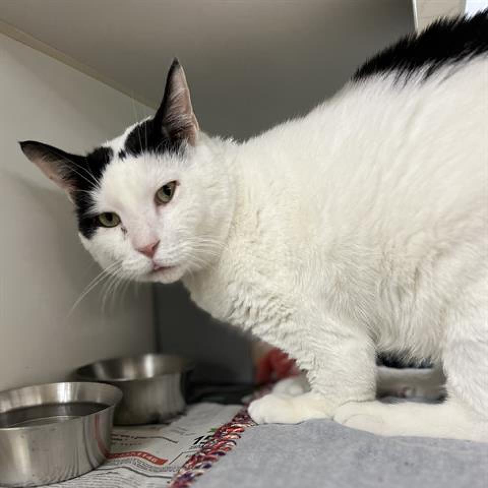 Wallaby, Adoptable, Adult Male Domestic Short Hair.