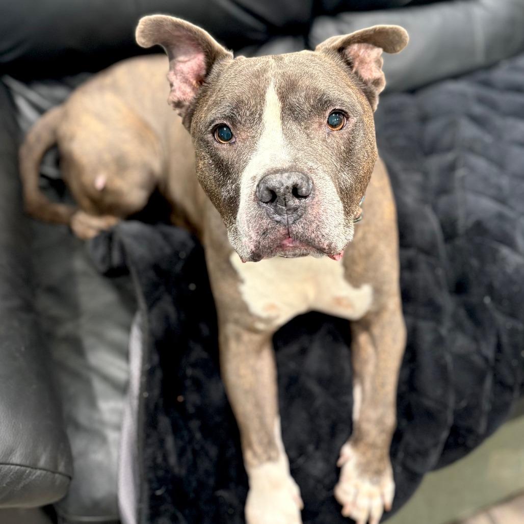 Enlarge Rollie Pollie, a Adoptable Pit Bull Terrier in Canaan, NH image 1/6