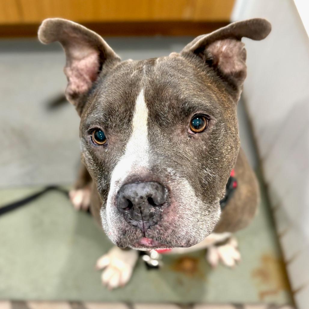 Enlarge Rollie Pollie, a Adoptable Pit Bull Terrier in Canaan, NH image 4/6