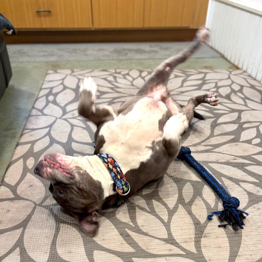 Rollie Pollie thumbnail 5