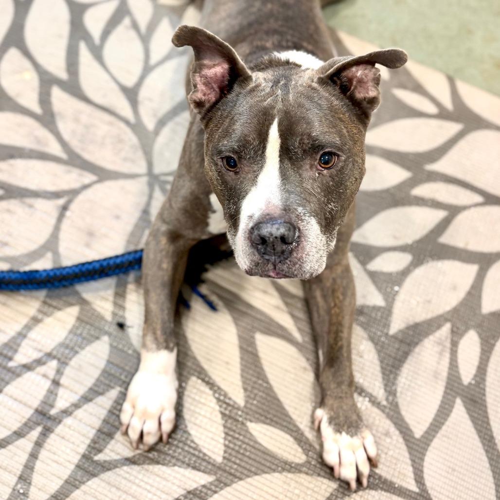 Enlarge Rollie Pollie, a Adoptable Pit Bull Terrier in Canaan, NH image 6/6