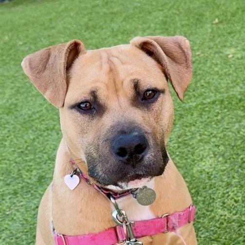 Enlarge Ayla, a Adoptable Mixed Breed in Waukesha, WI image 1/5