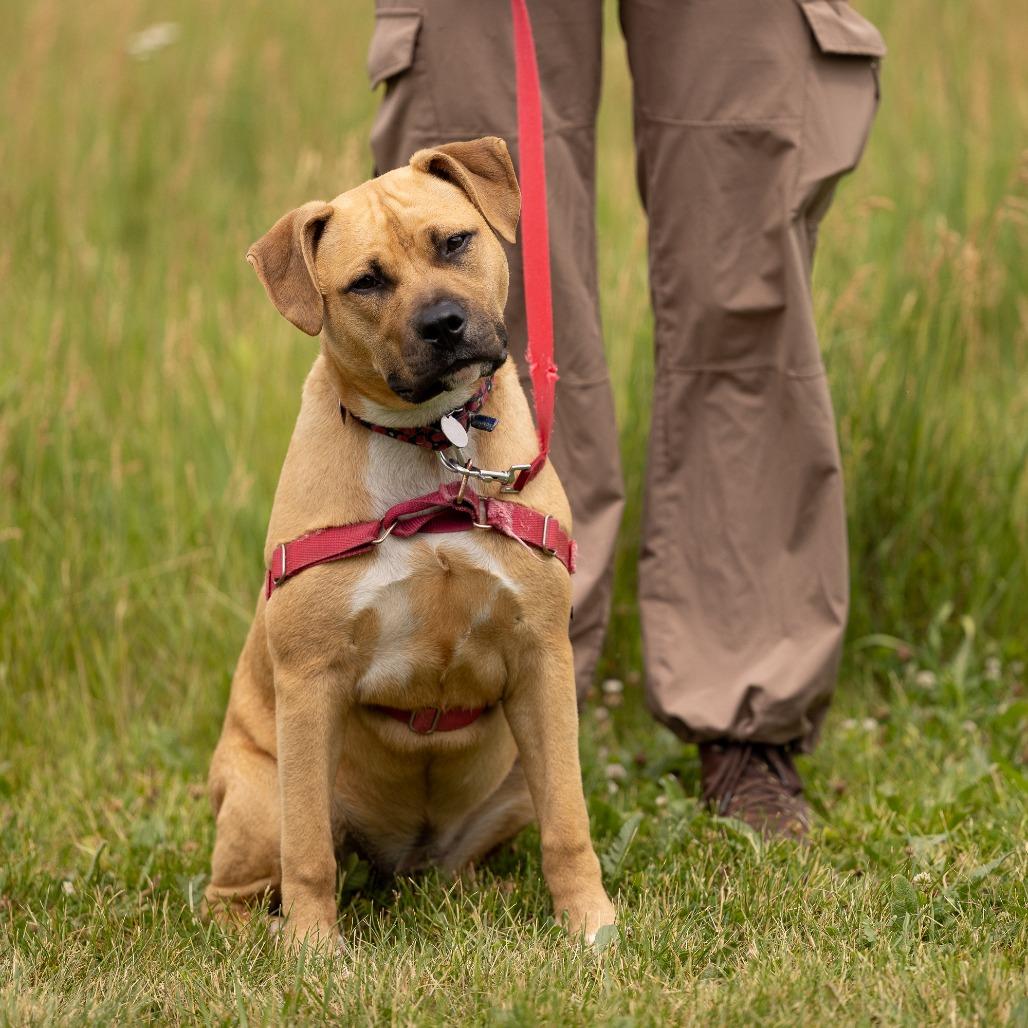 Enlarge Ayla, a Adoptable Mixed Breed in Waukesha, WI image 2/5