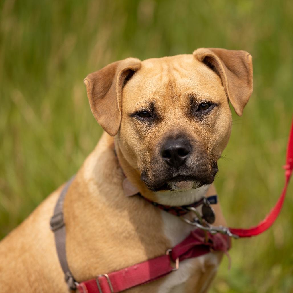 Enlarge Ayla, a Adoptable Mixed Breed in Waukesha, WI image 3/5