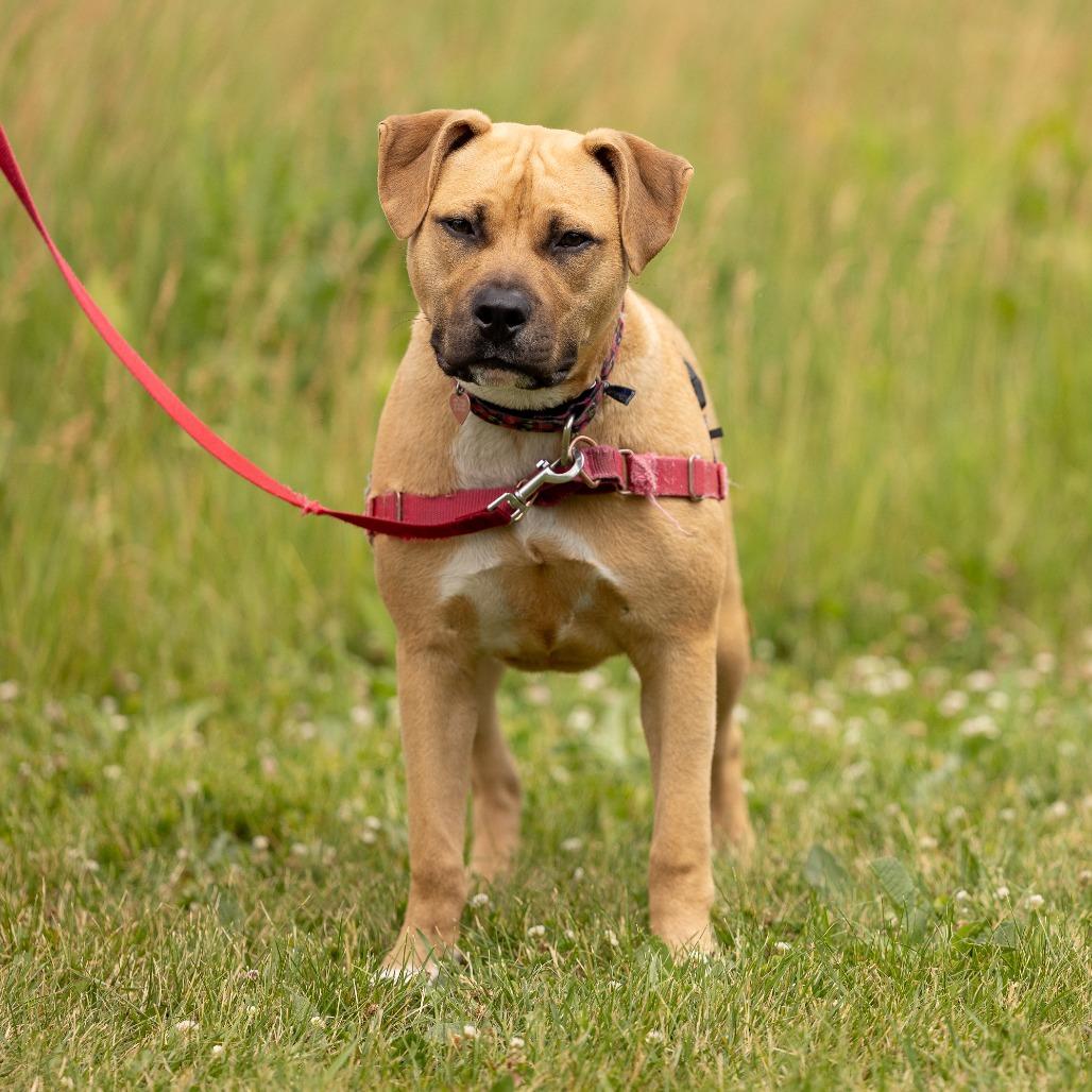 Enlarge Ayla, a Adoptable Mixed Breed in Waukesha, WI image 4/5