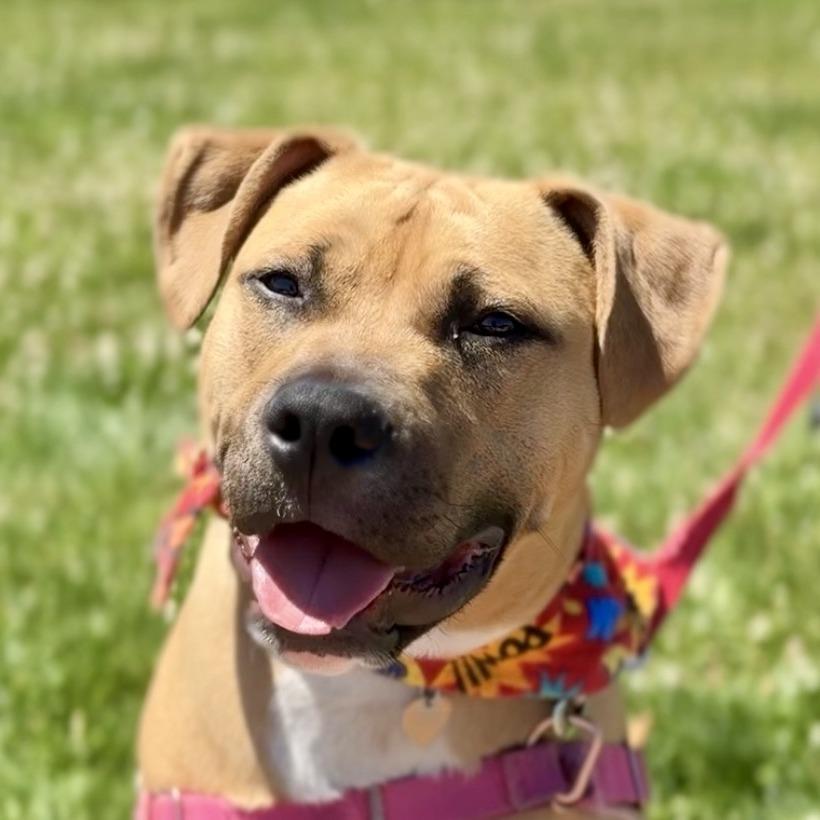 Enlarge Ayla, a Adoptable Mixed Breed in Waukesha, WI image 5/5