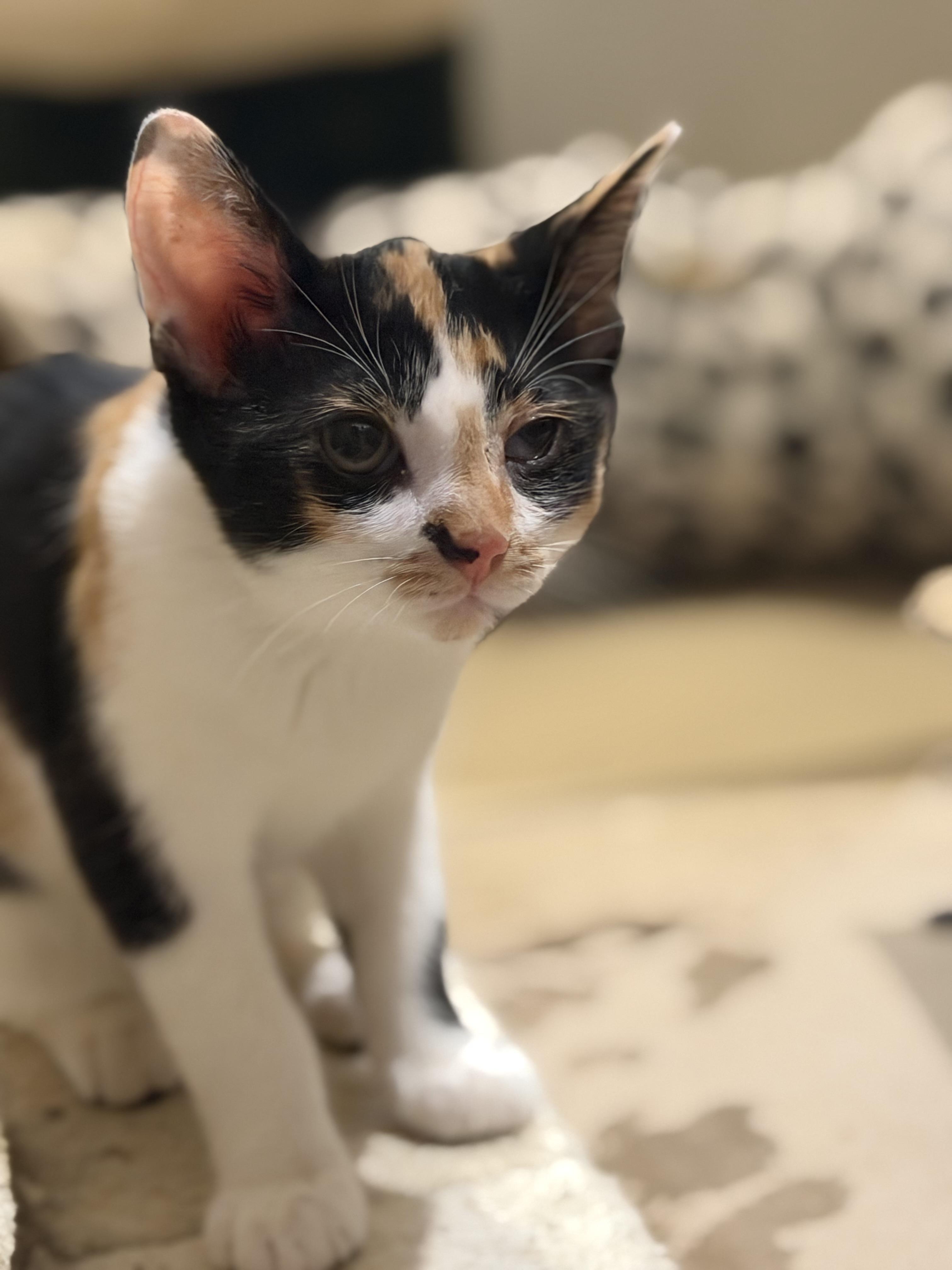 Treasure, a ADOPTABLE Domestic Short Hair in Oceanside, CA image 3/3