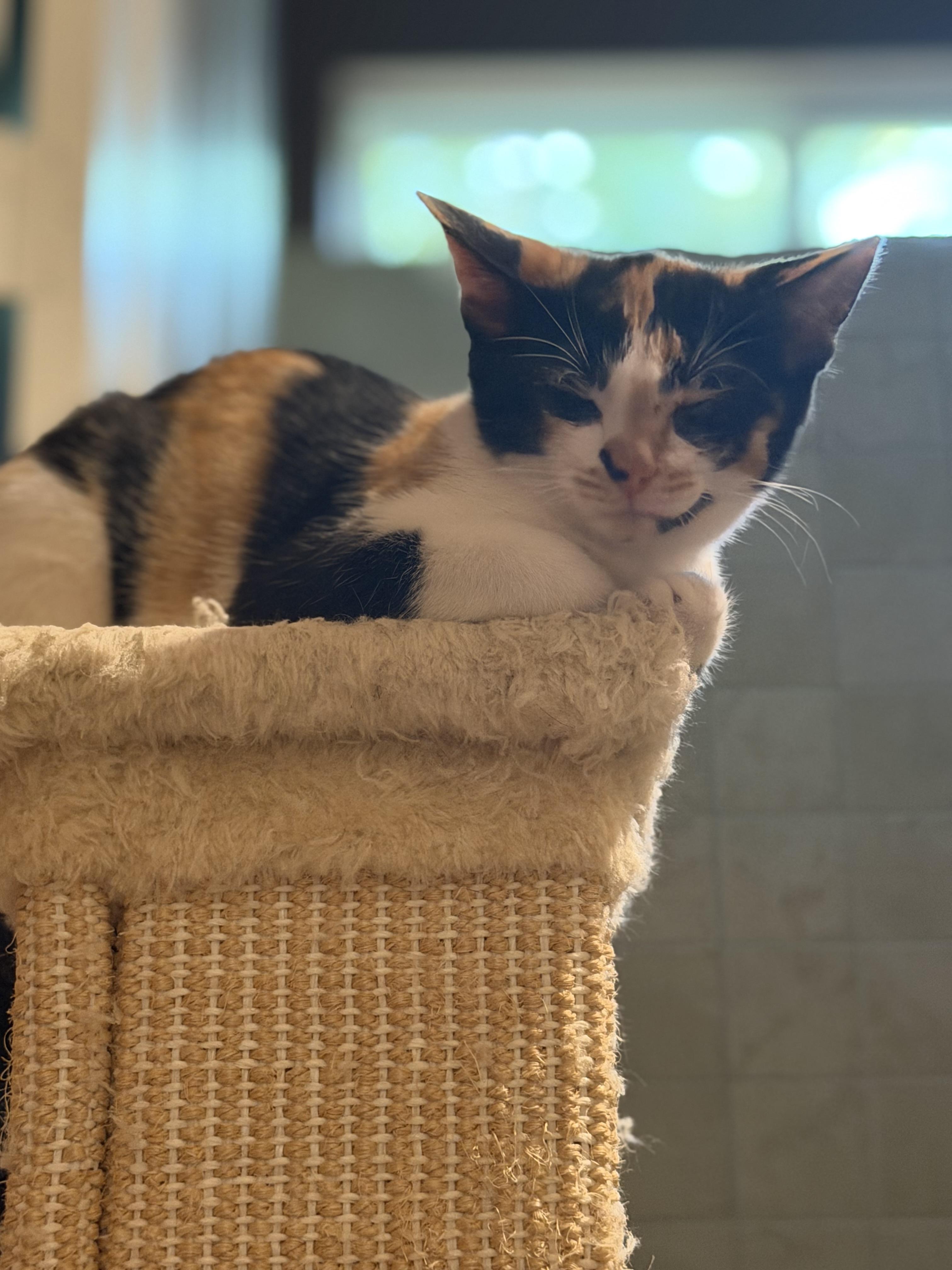 Treasure, a ADOPTABLE Domestic Short Hair in Oceanside, CA image 2/3