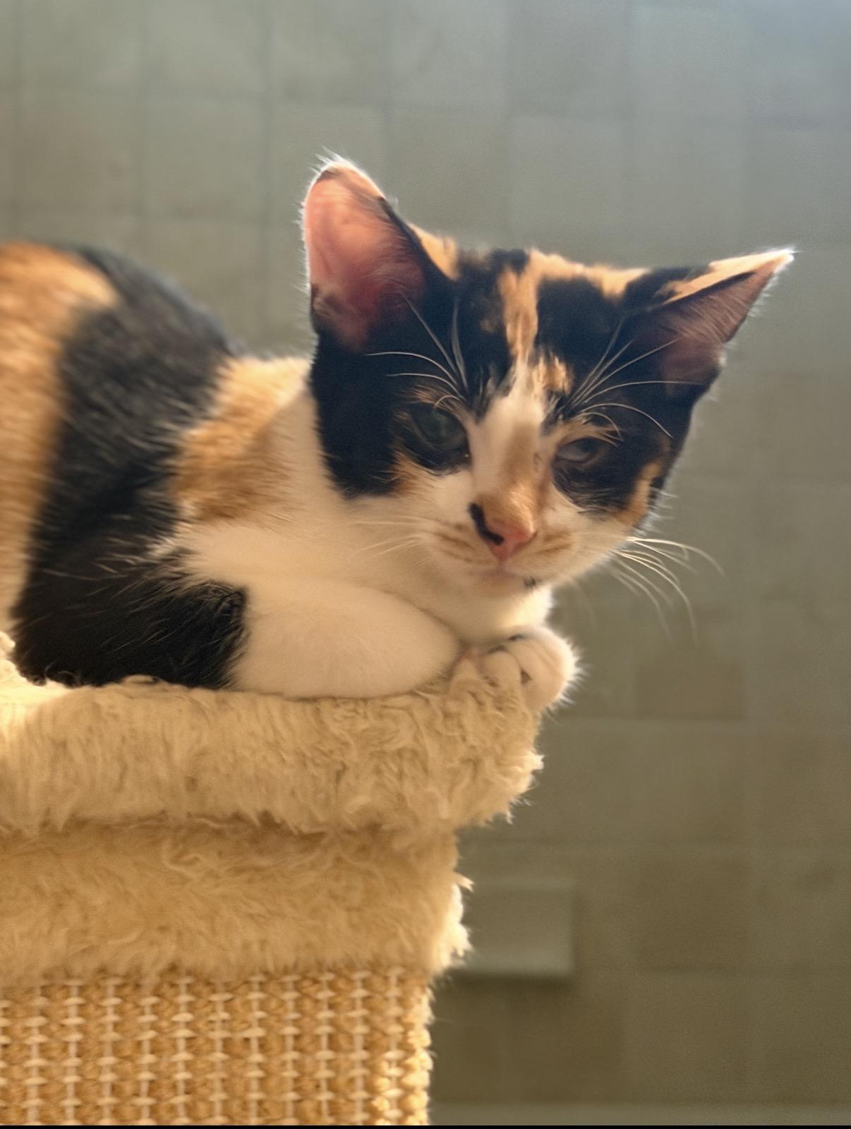 Treasure, ADOPTABLE, Kitten Female Domestic Short Hair.