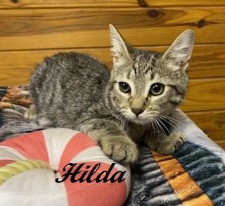 Hilda, adoptable, Kitten Female Tabby.