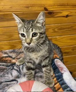 Enlarge Hilda, an adoptable Tabby in Southern Pines, NC image 2/3