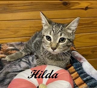 Enlarge Hilda, an adoptable Tabby in Southern Pines, NC image 3/3
