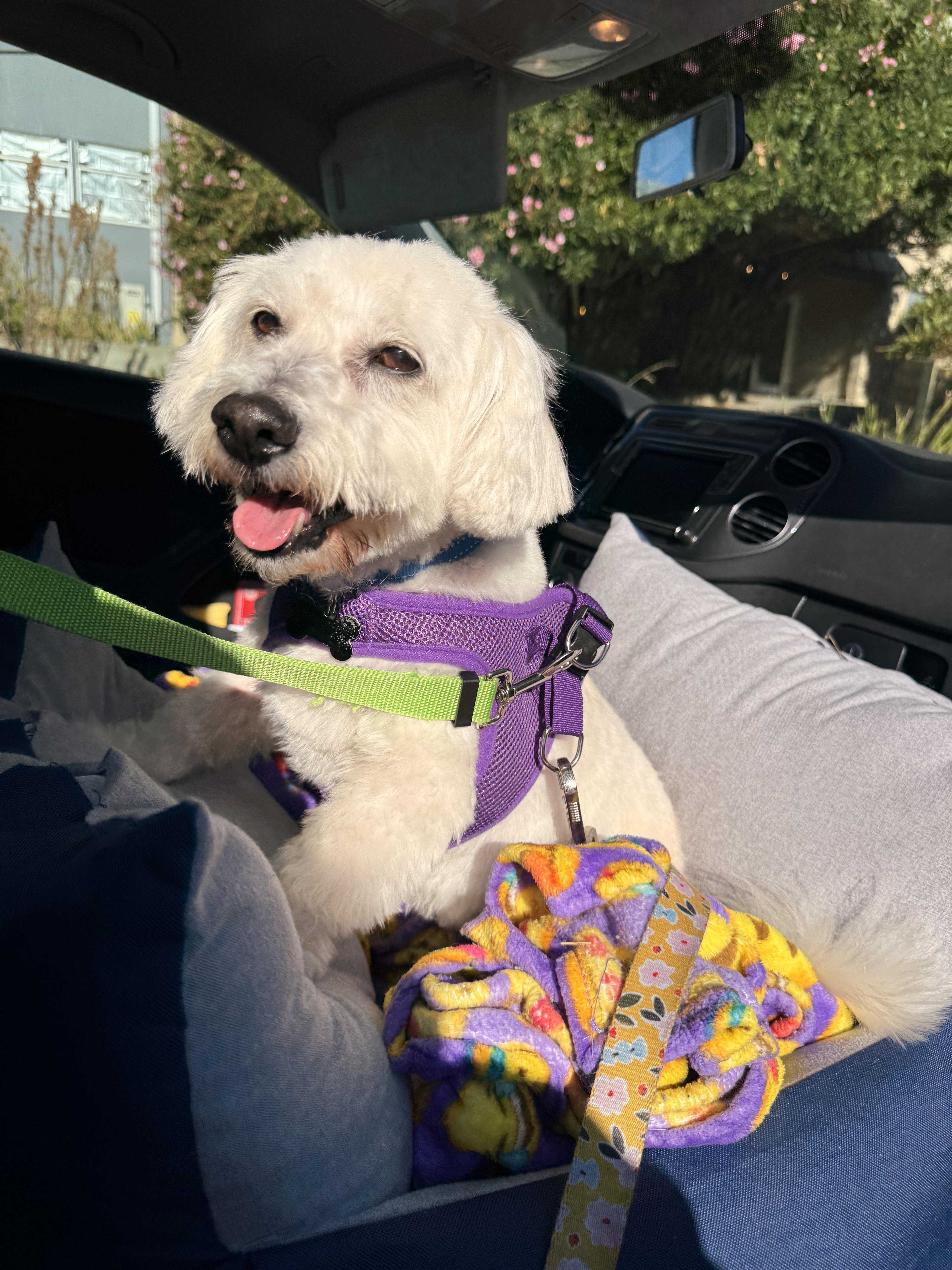 Enlarge Loveable and Lively Levi, a Adoptable Maltipoo in Carlsbad, CA image 4/4