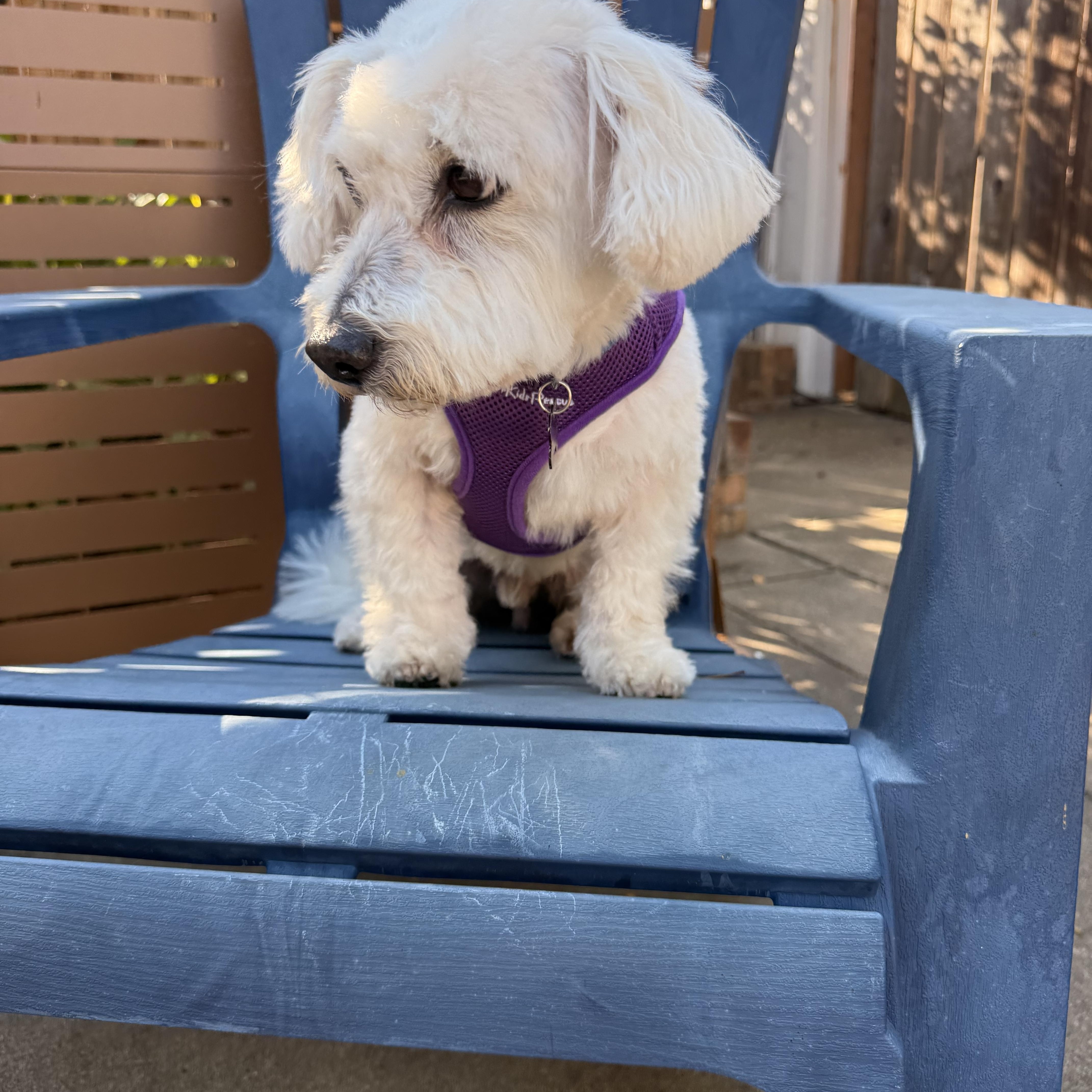 Enlarge Loveable and Lively Levi, a Adoptable Maltipoo in Carlsbad, CA image 3/4