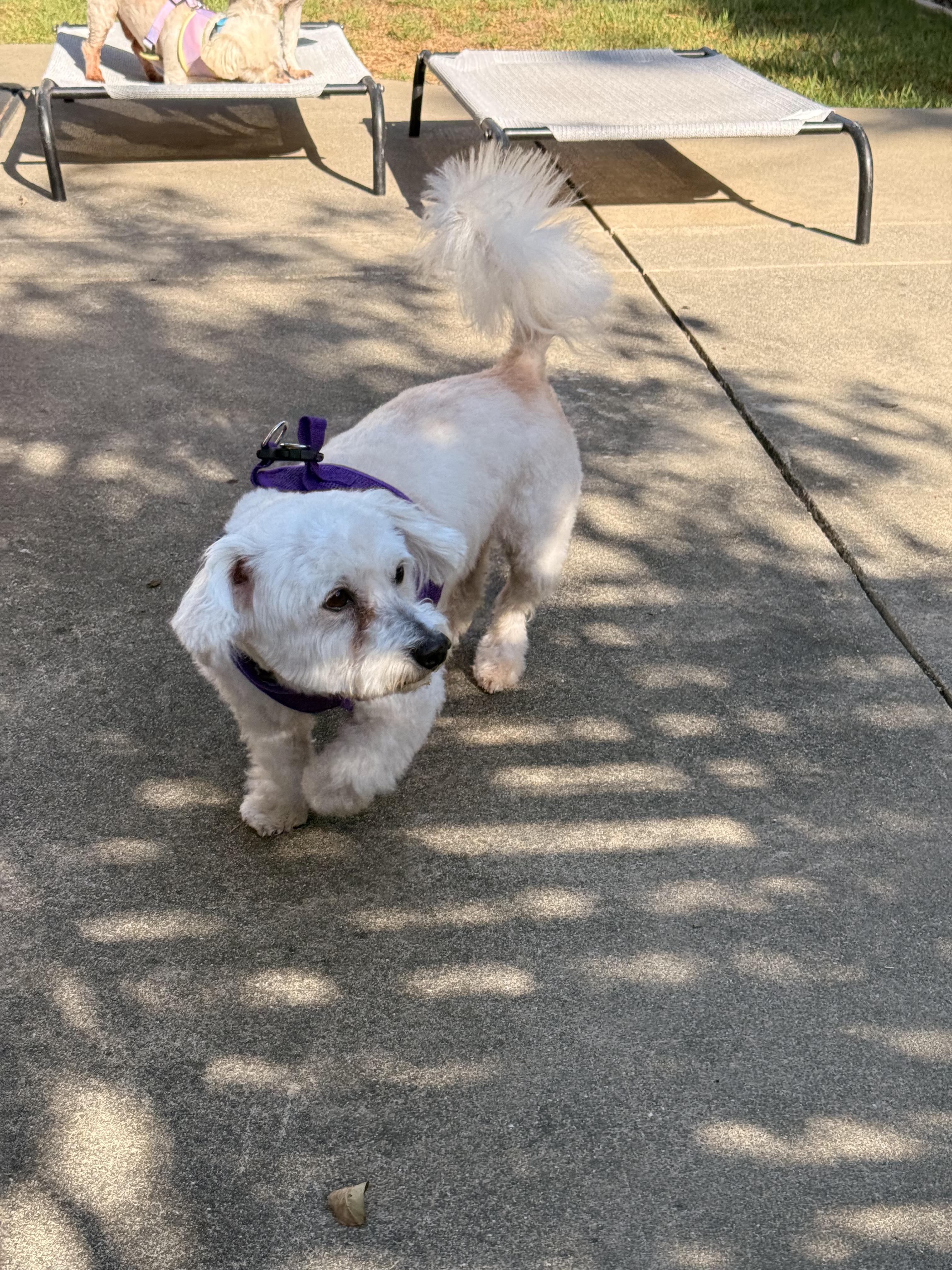 Enlarge Loveable and Lively Levi, a Adoptable Maltipoo in Carlsbad, CA image 2/4