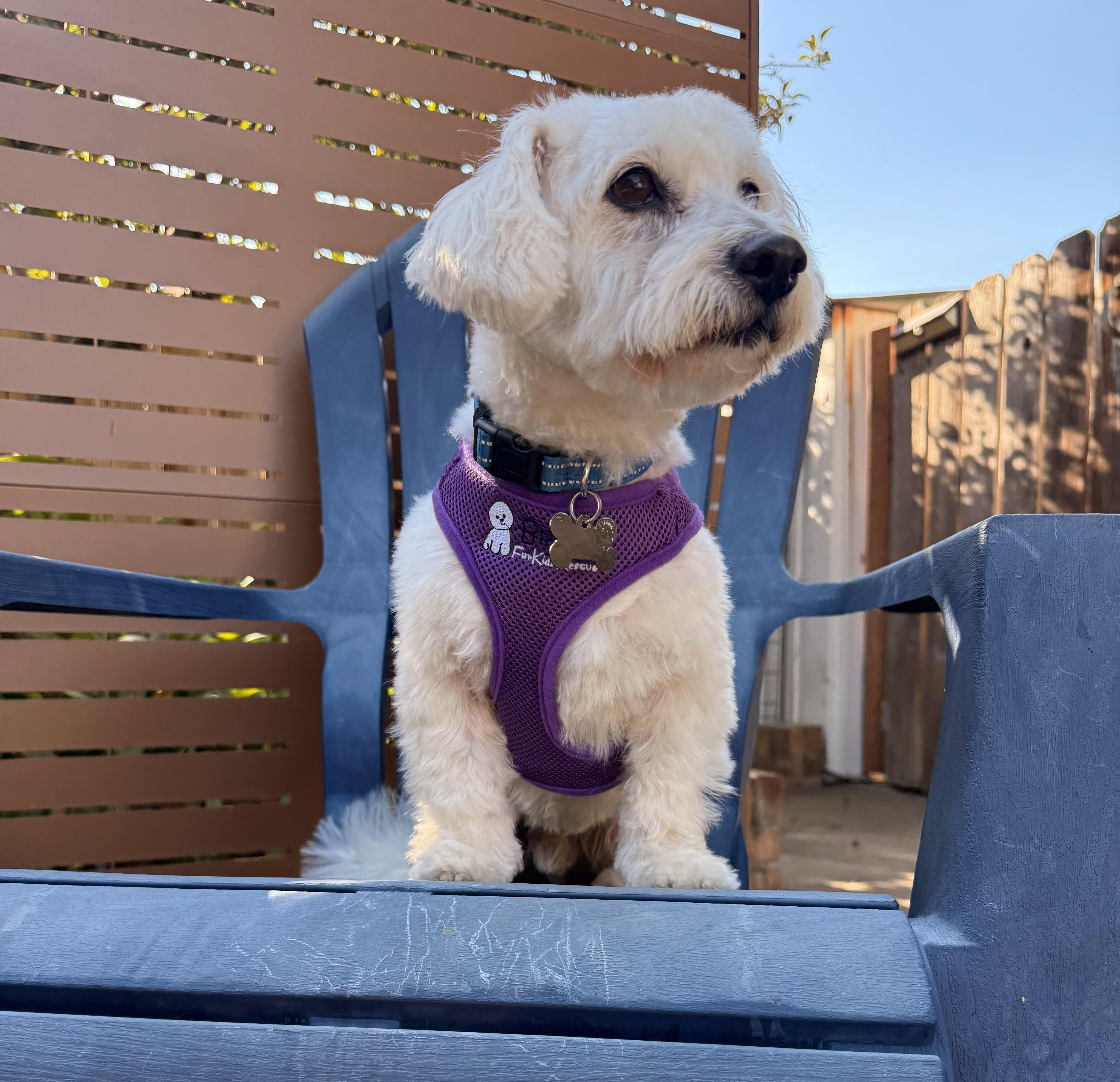 Loveable and Lively Levi, Adoptable, Adult Male Maltipoo.