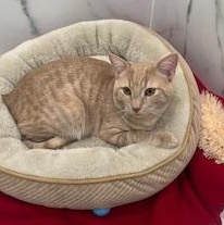 Chessie, ADOPTABLE, Young Male Domestic Short Hair.