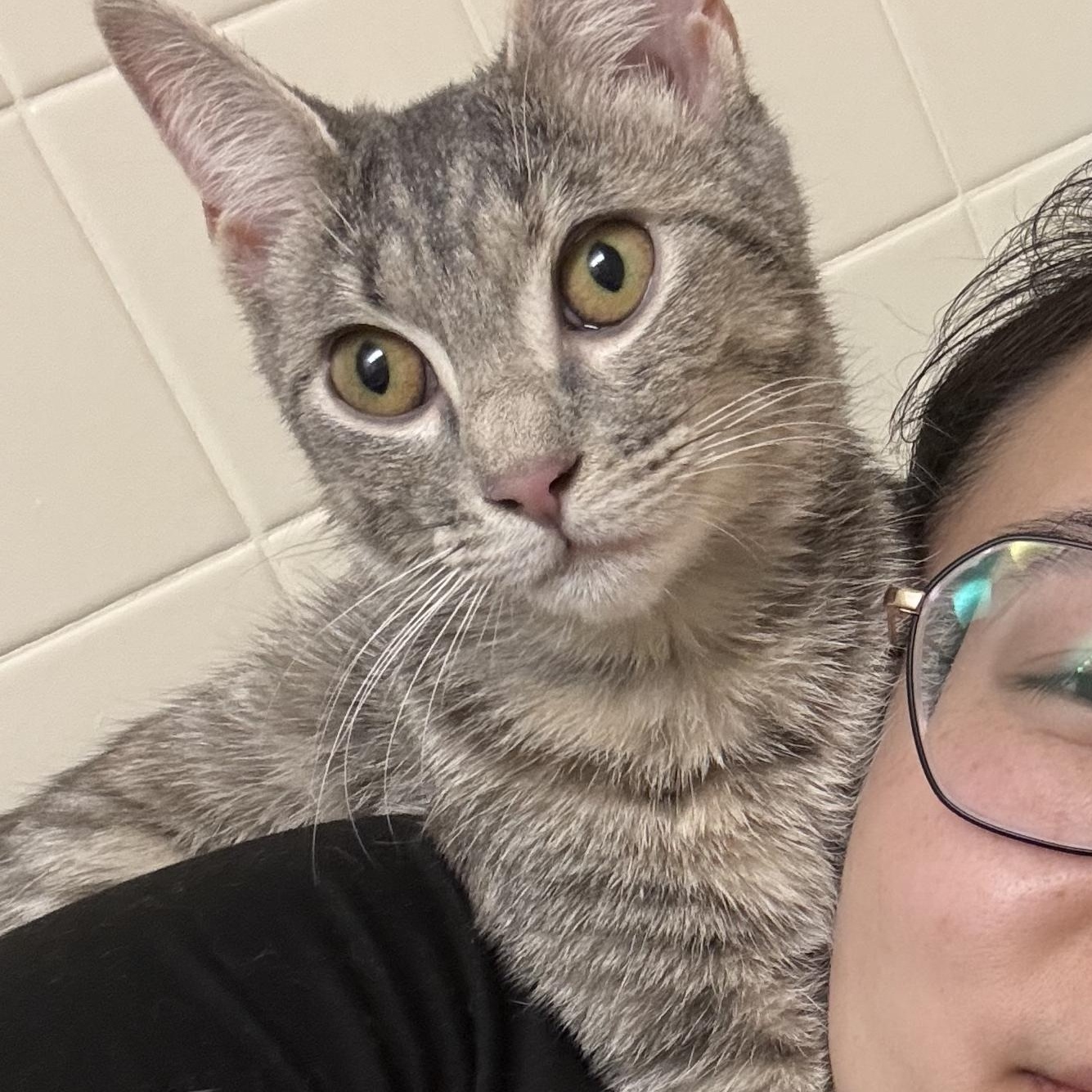 Miette, a ADOPTABLE Domestic Short Hair in Reisterstown, MD image 4/4