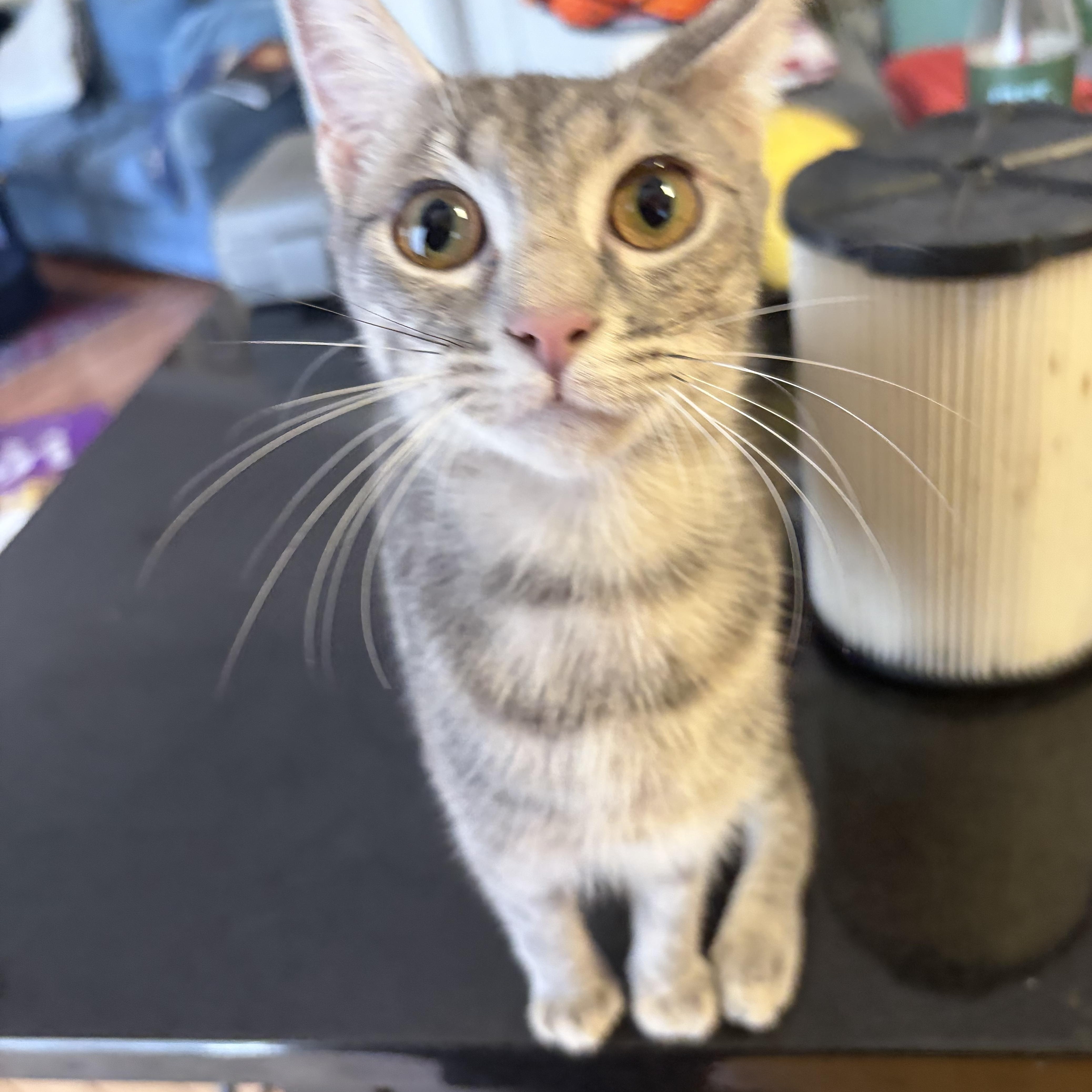 Miette, a ADOPTABLE Domestic Short Hair in Reisterstown, MD image 2/4