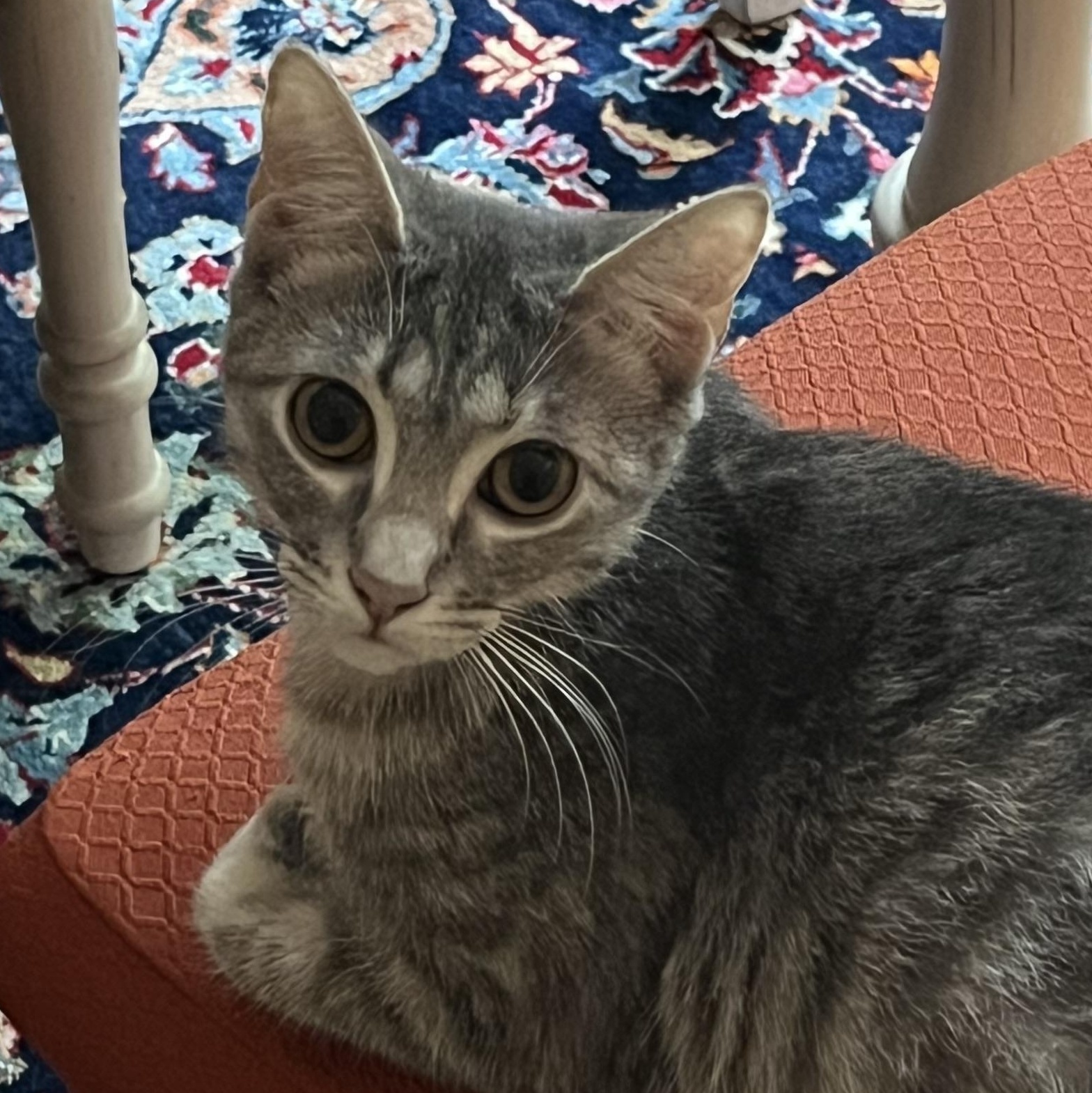 Miette, ADOPTABLE, Kitten Female Domestic Short Hair.