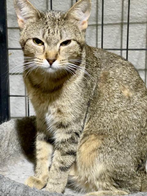 COULEE, Young Male Domestic Short Hair