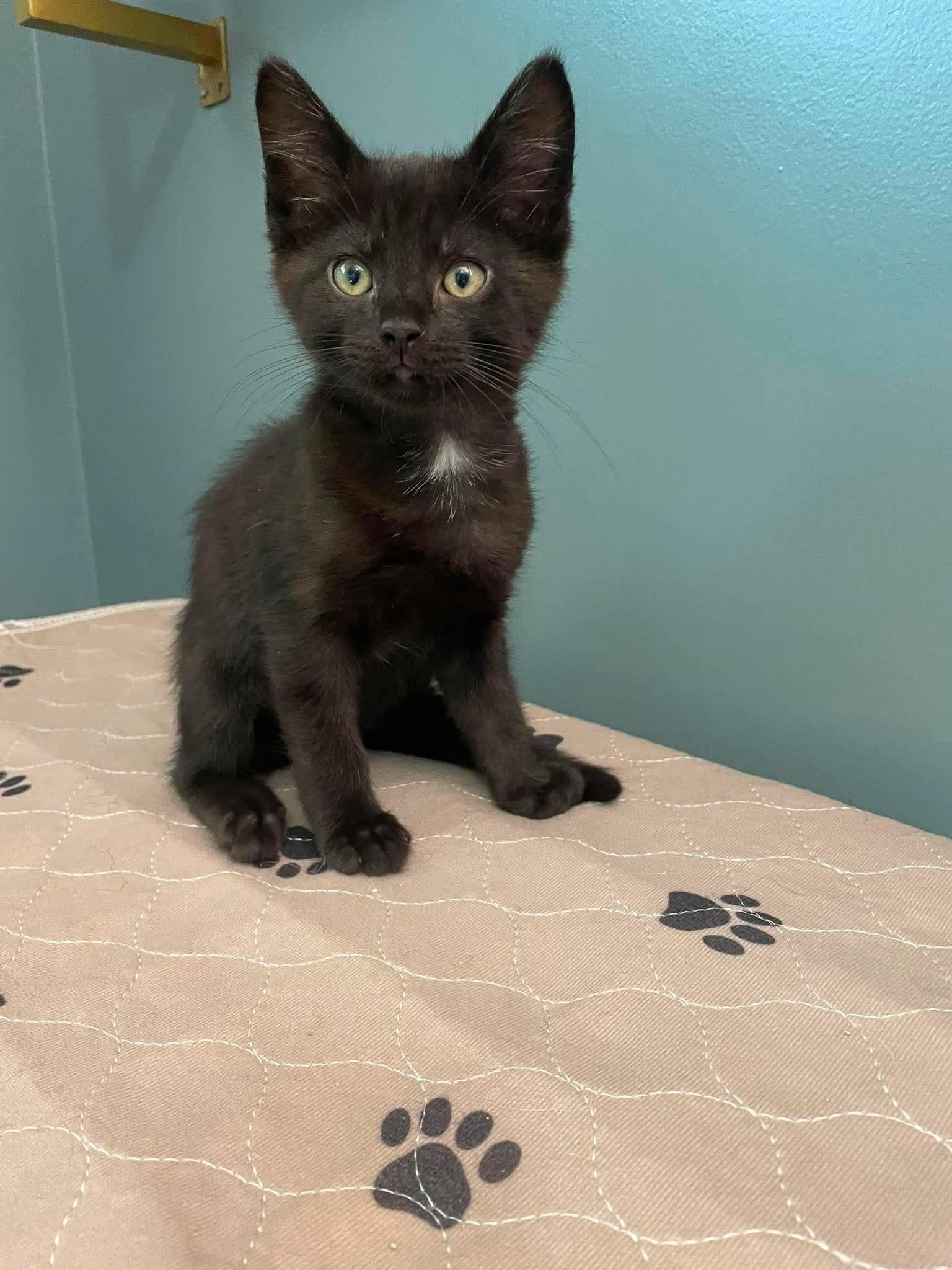 Cobweb, a ADOPTABLE Domestic Short Hair in Hartville, OH image 2/2