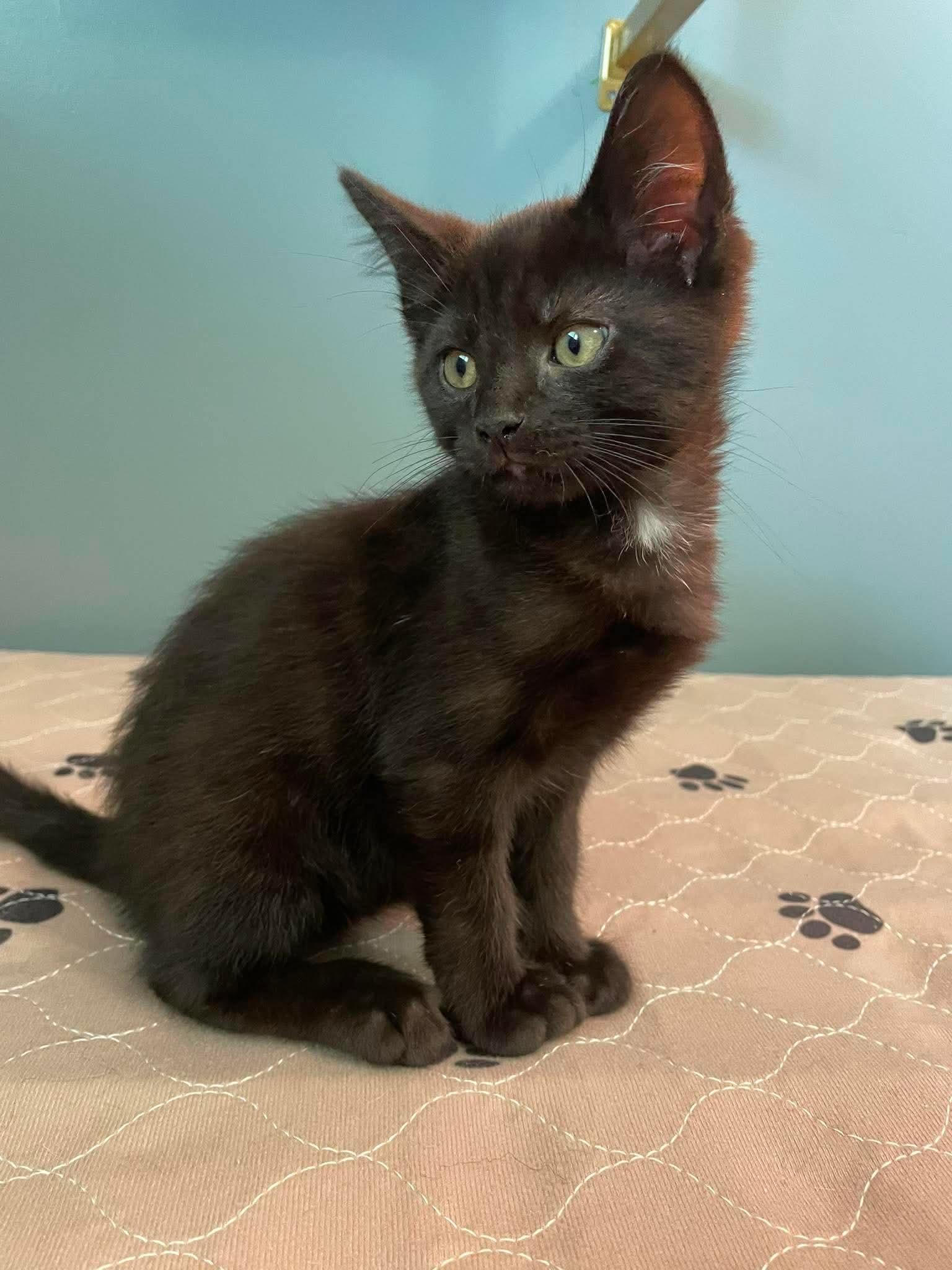 Cobweb, ADOPTABLE, Kitten Male Domestic Short Hair.