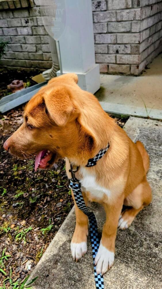 Buckee, Adoptable, Puppy Male Husky & Shepherd.