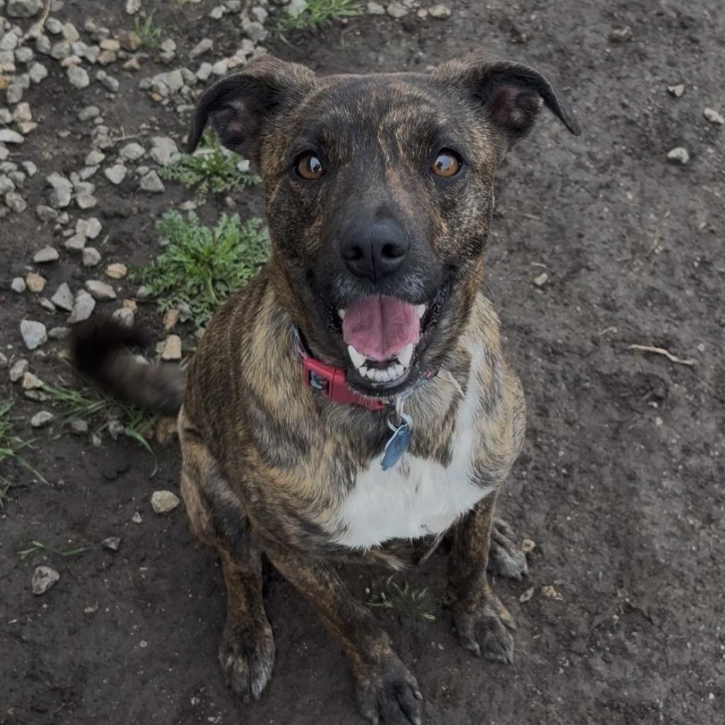 Enlarge Quincy, a Adoptable mixed breed in Independence, KS image 1/6