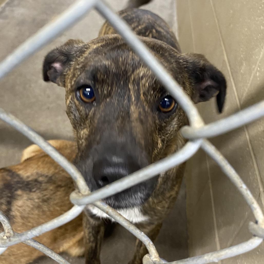 Enlarge Quincy, a Adoptable mixed breed in Independence, KS image 2/6