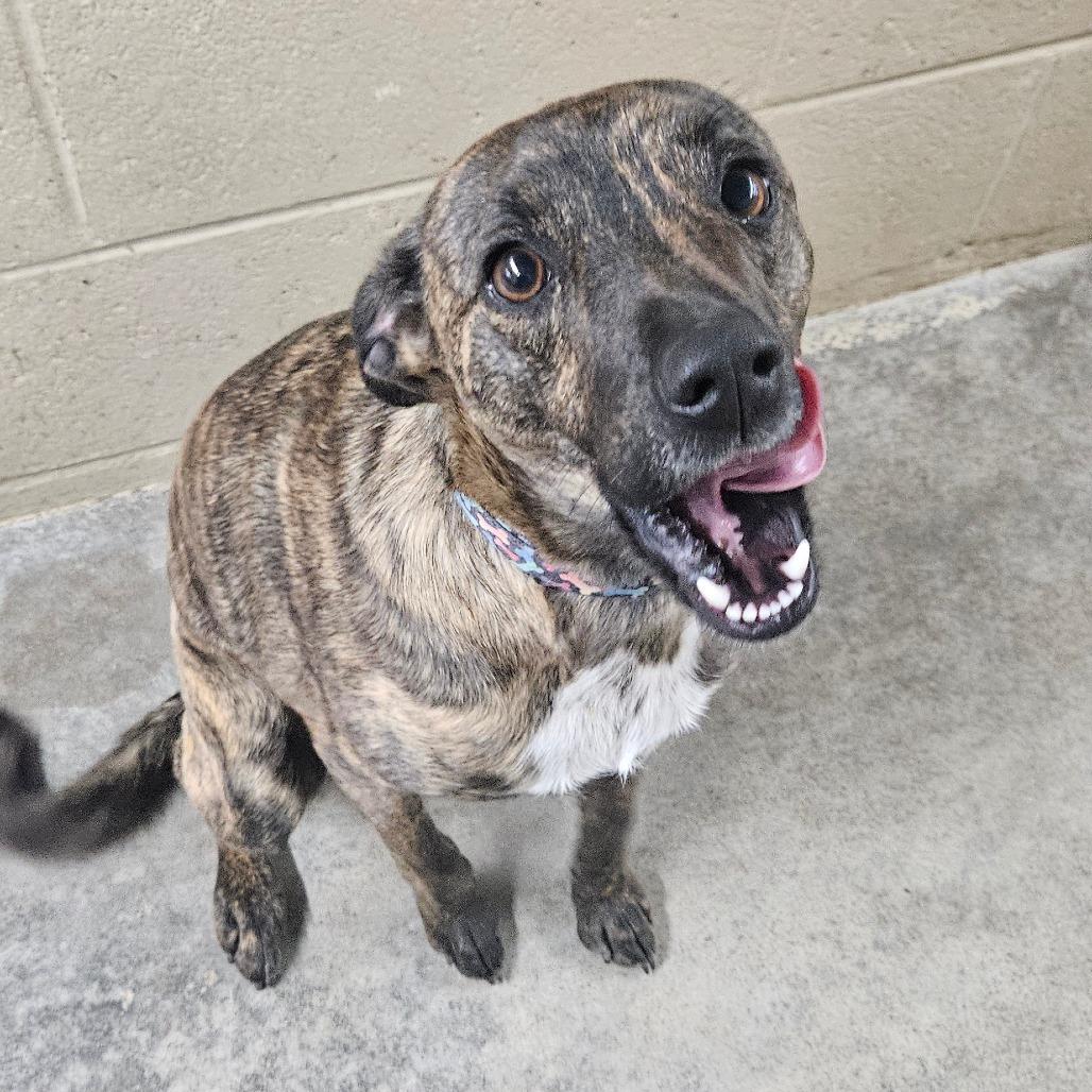 Enlarge Quincy, a Adoptable mixed breed in Independence, KS image 3/6
