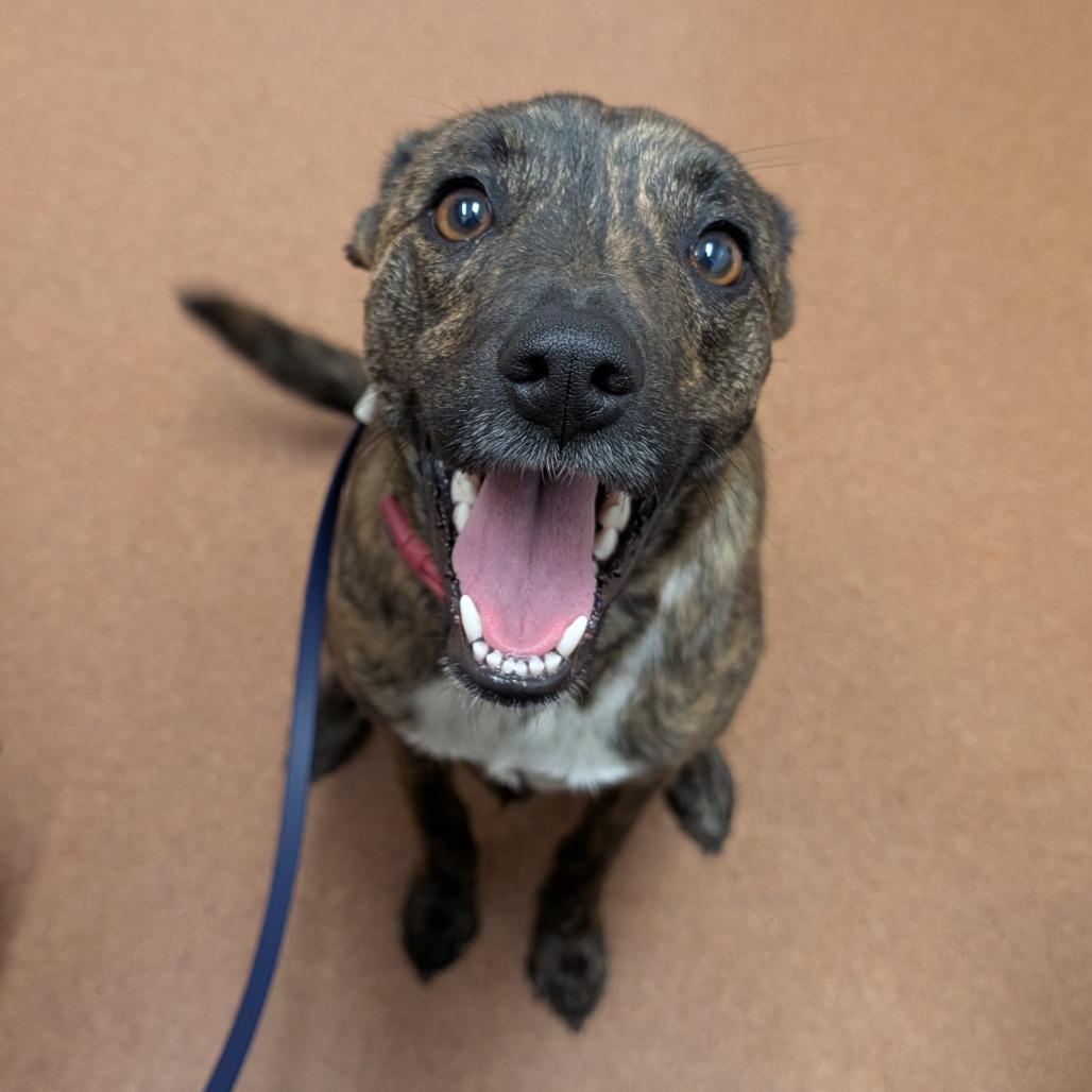 Enlarge Quincy, a Adoptable mixed breed in Independence, KS image 4/6