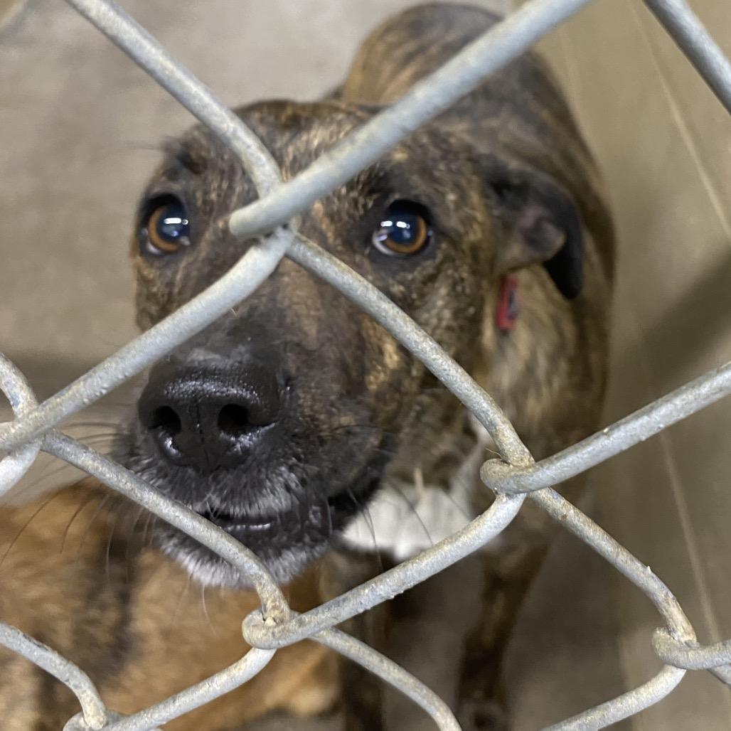 Enlarge Quincy, a Adoptable mixed breed in Independence, KS image 5/6