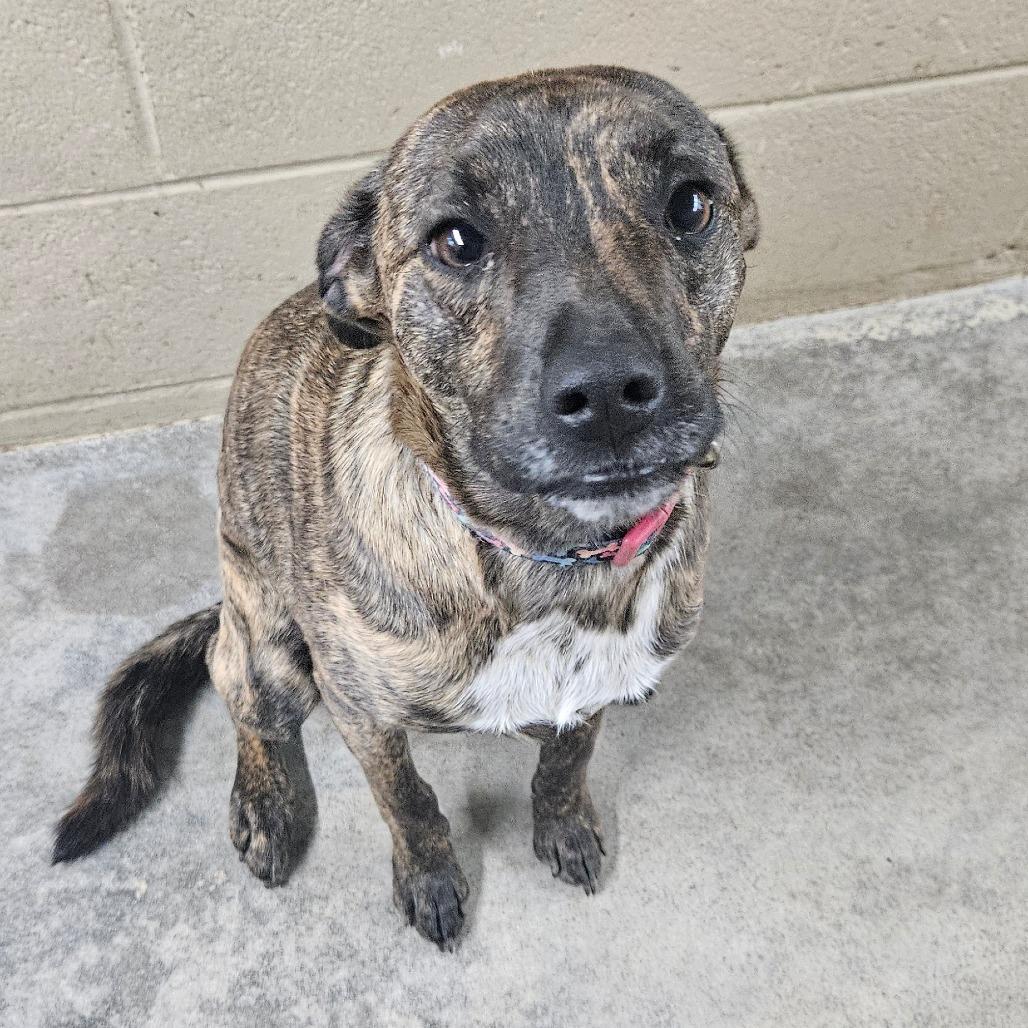 Enlarge Quincy, a Adoptable mixed breed in Independence, KS image 6/6