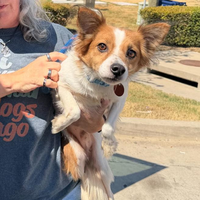 Biscuit, Adoptable, Adult Male Papillon & Mixed Breed.