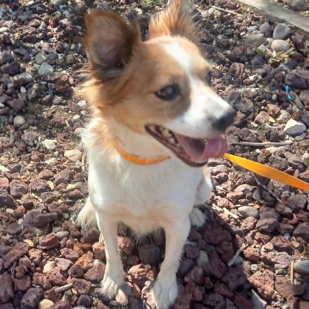 Enlarge Biscuit, a Adoptable mixed breed in Rockville, MD image 3/3