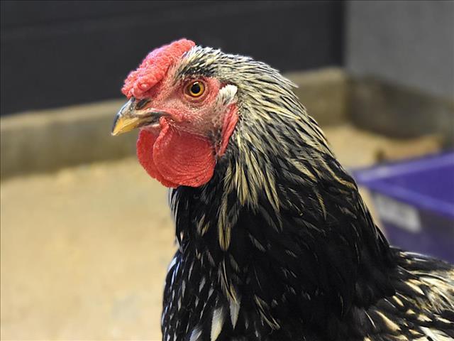 ICE CREAM, Adoptable, Baby Male Chicken.