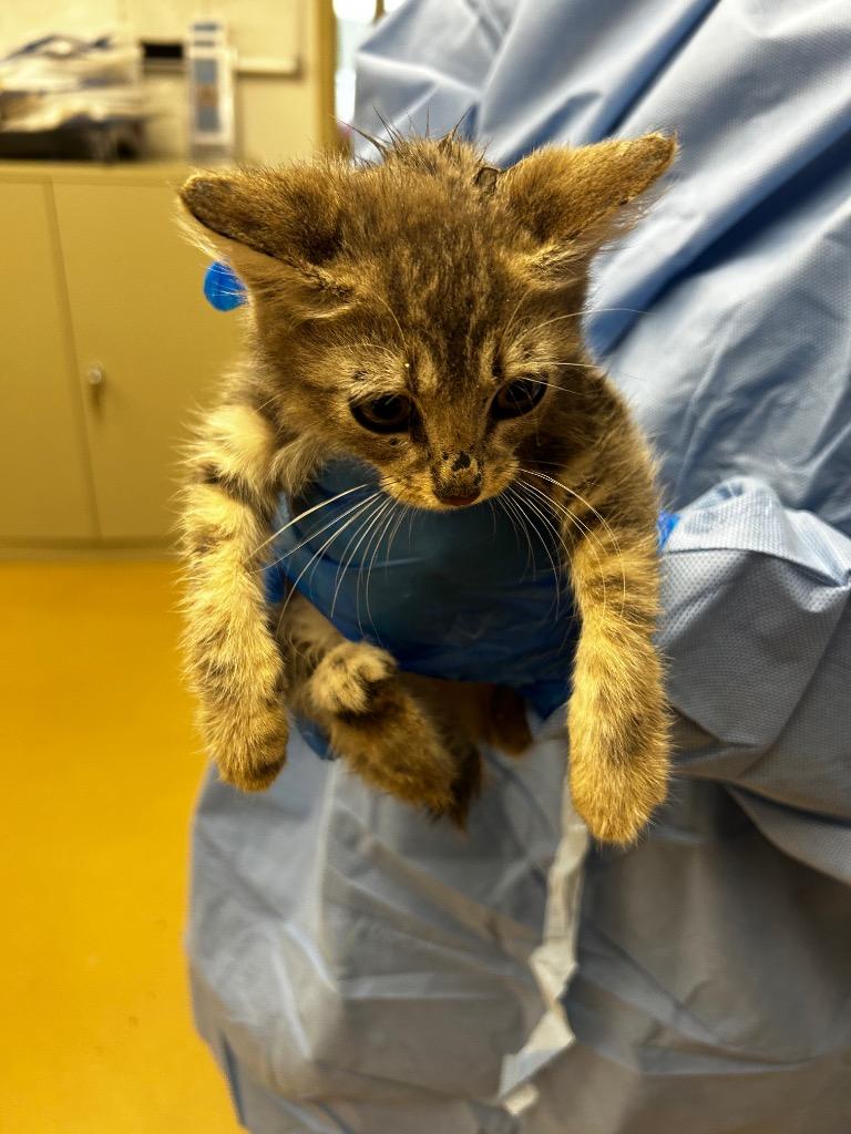 Cliff, Adoptable, Kitten Female Domestic Short Hair.