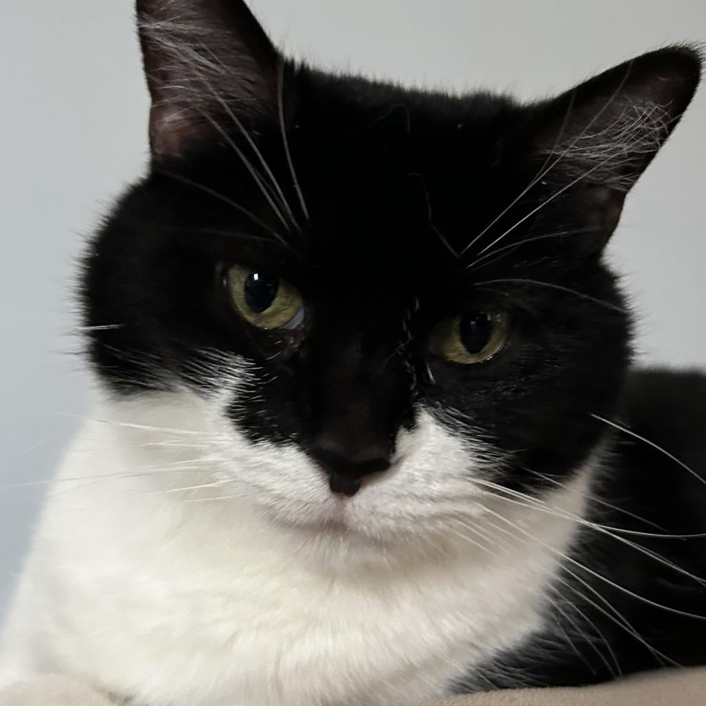 Valerie, Adoptable, Senior Female Domestic Short Hair.