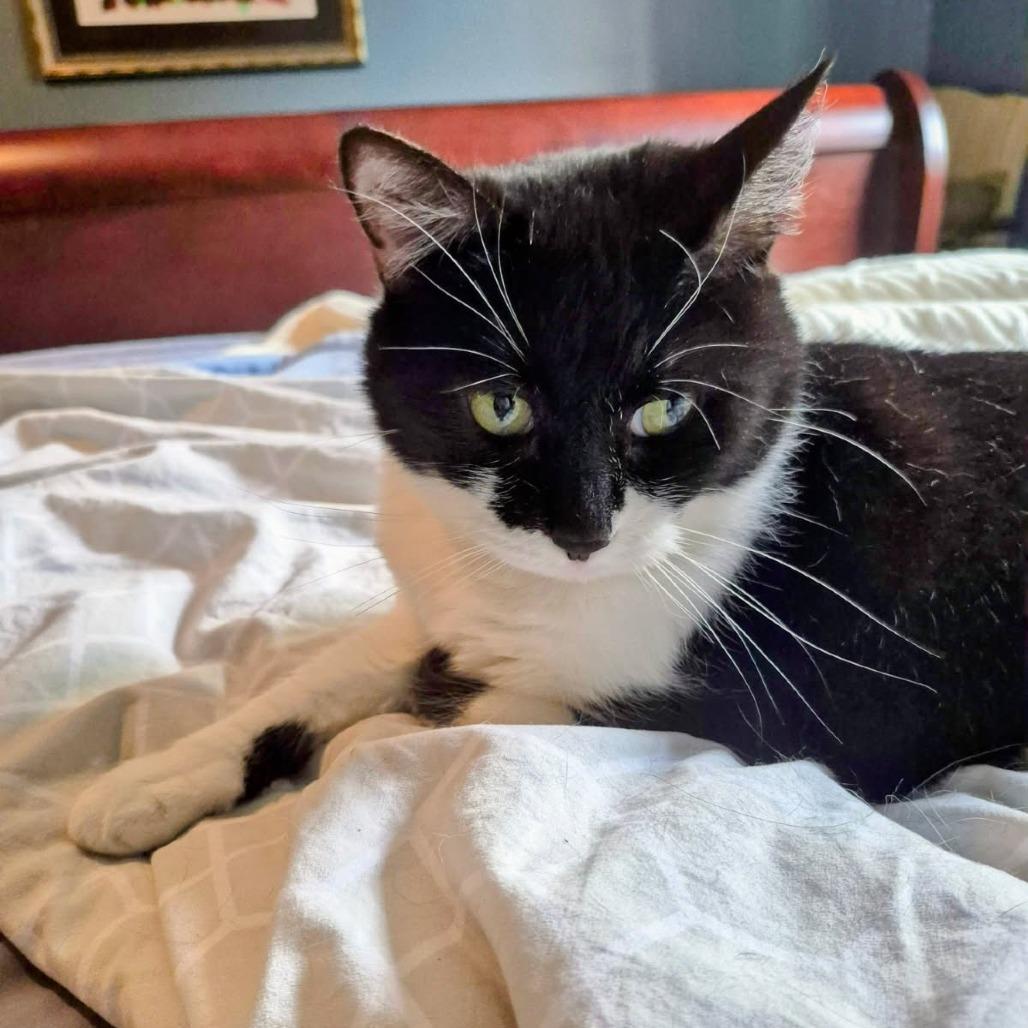 Enlarge Valerie, a Adoptable Domestic Short Hair in Evanston, IL image 2/6