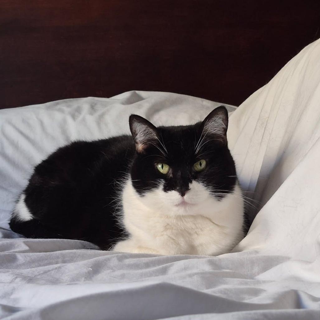 Valerie, a Adoptable Domestic Short Hair in Evanston, IL image 2/6