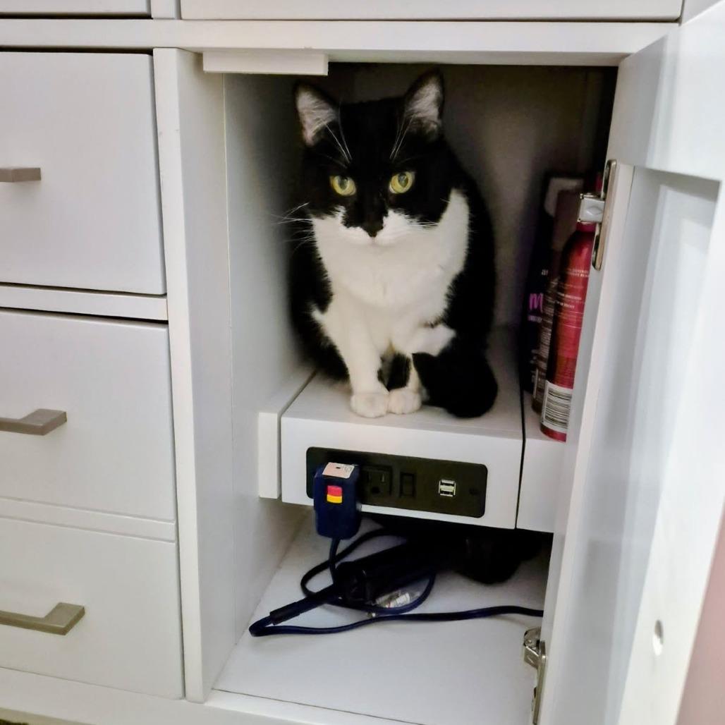 Enlarge Valerie, a Adoptable Domestic Short Hair in Evanston, IL image 2/6