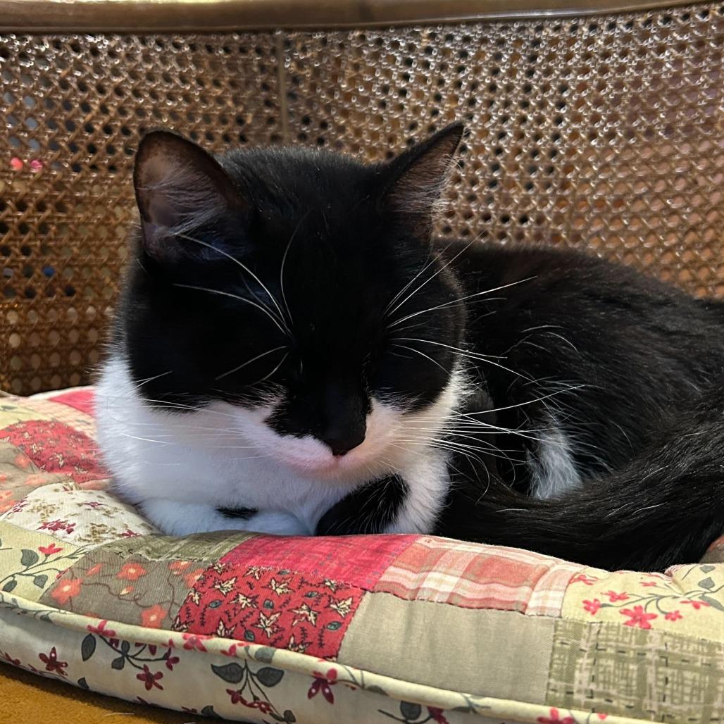 Enlarge Valerie, a Adoptable Domestic Short Hair in Evanston, IL image 3/6