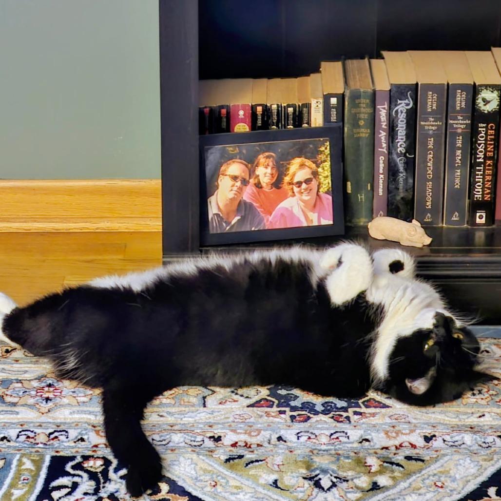 Valerie, a Adoptable Domestic Short Hair in Evanston, IL image 3/6