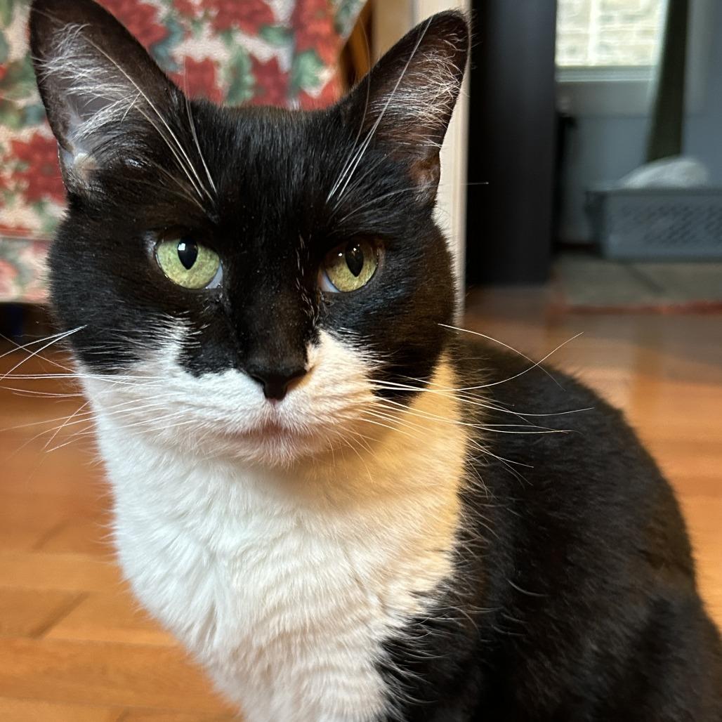 Enlarge Valerie, a Adoptable Domestic Short Hair in Evanston, IL image 4/6