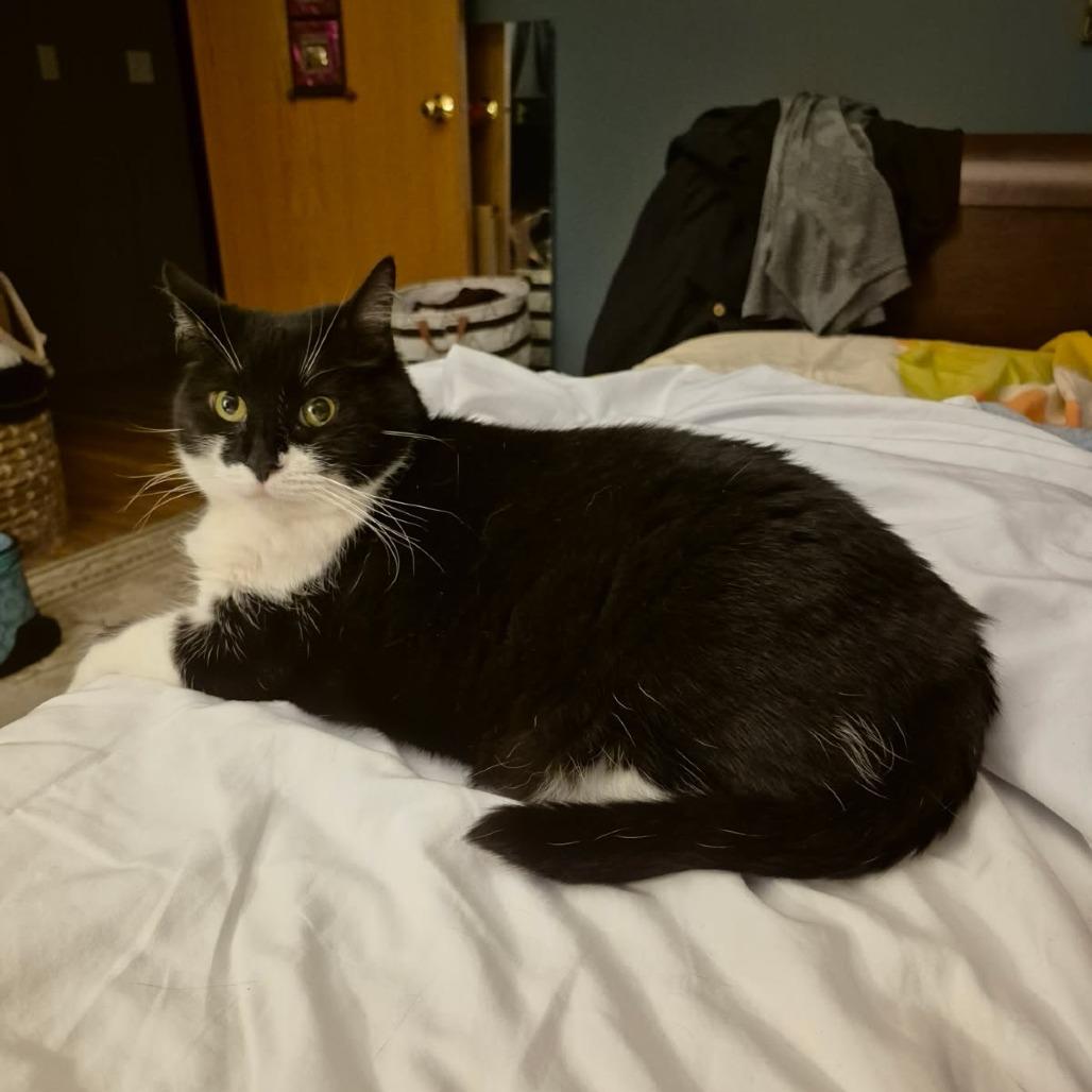 Enlarge Valerie, a Adoptable Domestic Short Hair in Evanston, IL image 5/6