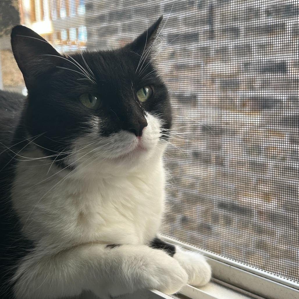 Enlarge Valerie, a Adoptable Domestic Short Hair in Evanston, IL image 6/6