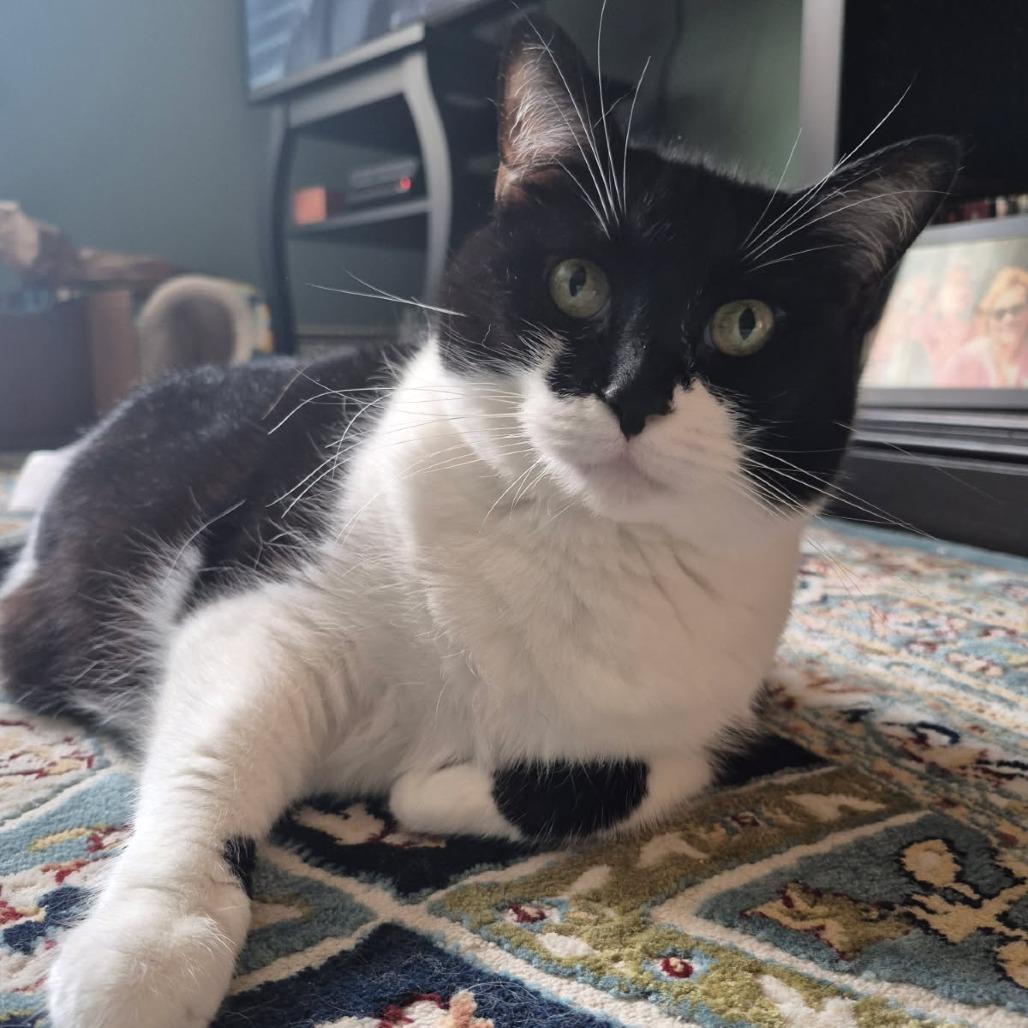 Valerie, a Adoptable Domestic Short Hair in Evanston, IL image 4/6