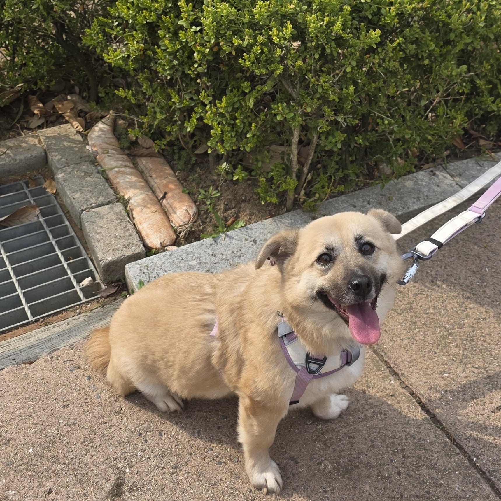 Udon , a ADOPTABLE mixed breed in Manchester , NH image 6/6