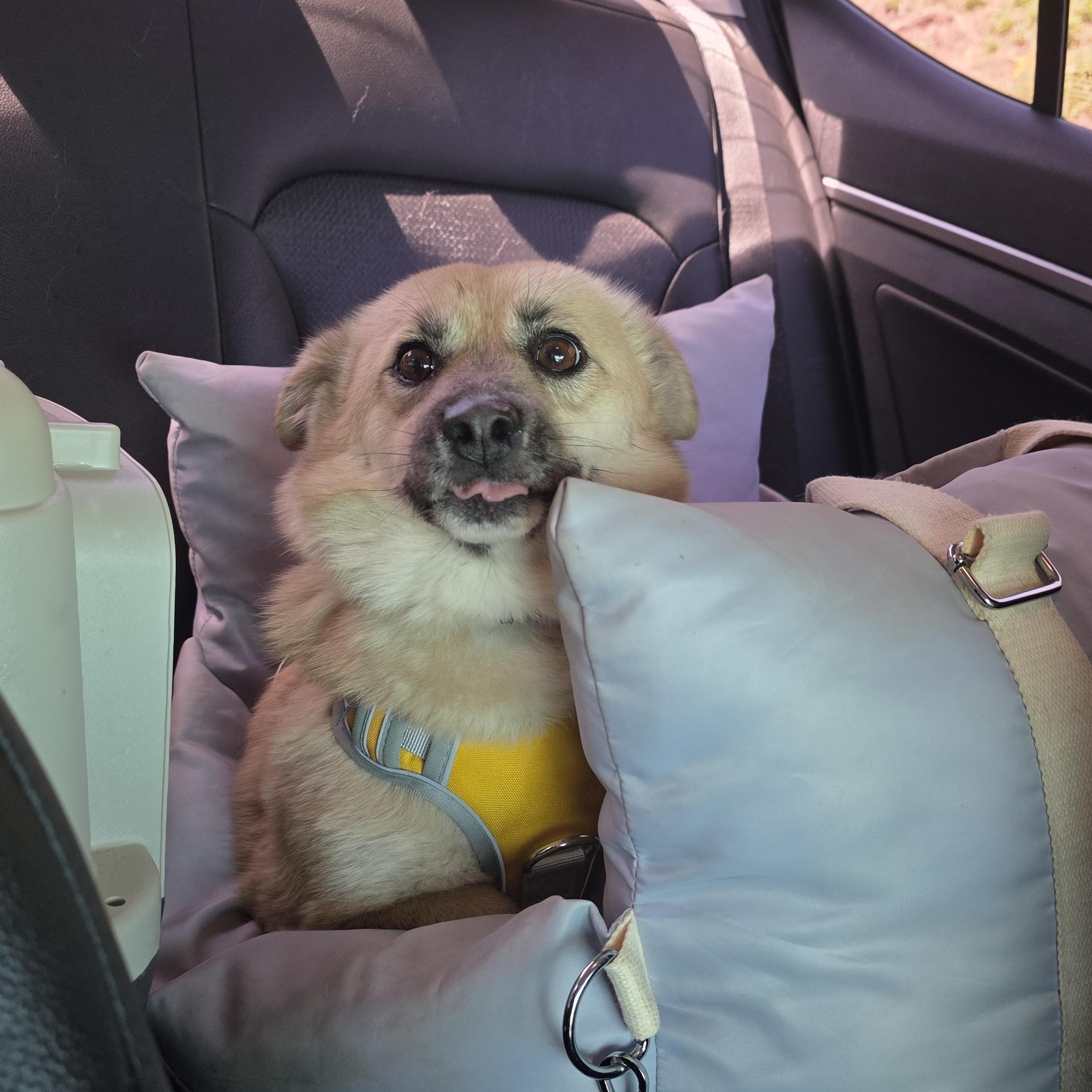 Udon , a ADOPTABLE mixed breed in Manchester , NH image 4/6